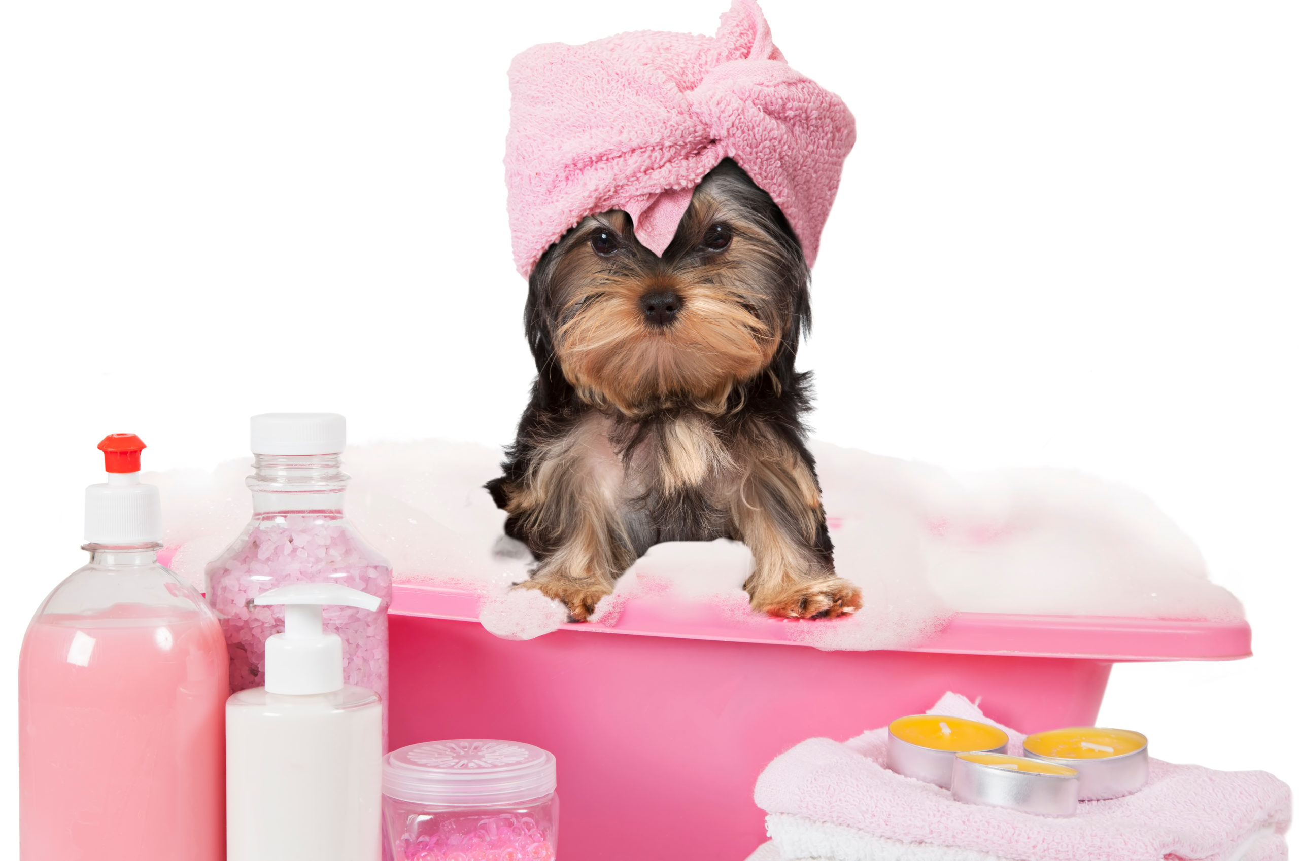 Právě si prohlížíte Jak vybrat šampon pro psa
