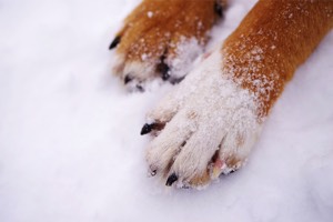 Pes a zima, jak se starat o psa v zimě _ tlapky